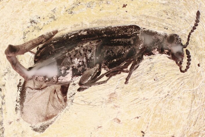 Detailed Fossil Beetle (Mycteridae) in Baltic Amber #335671